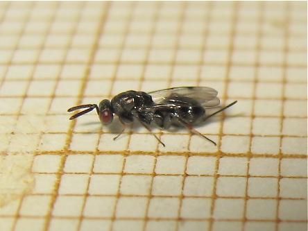 Réf. 163 706 : Monodontomerus sp.