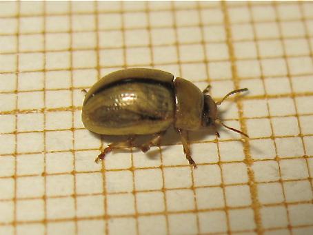 Gonioctena olivacea