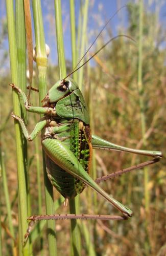 Réf. 163 177 : Decticus verrucivorus