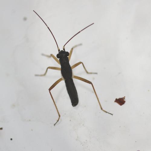 Pithanus maerkelii