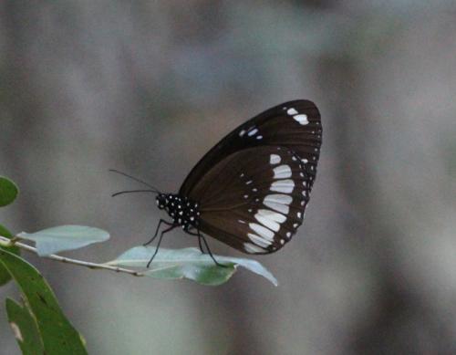 Euploea sylvester