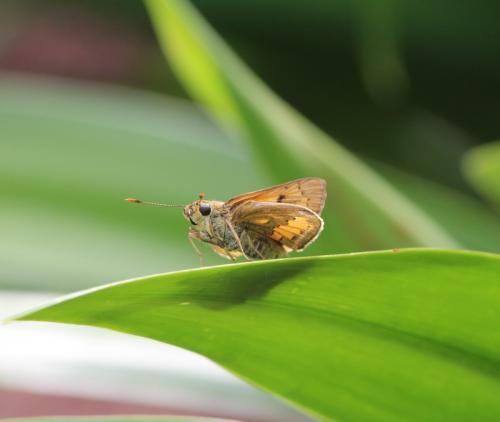 Cephrenes trichopepla