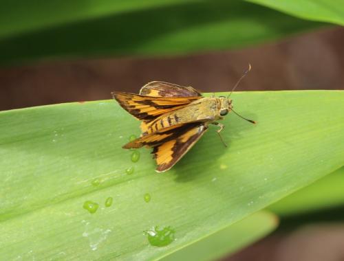 Cephrenes trichopepla