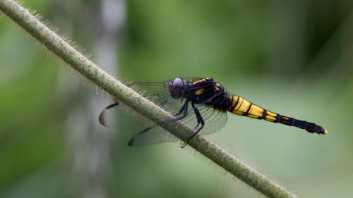 Orthetrum melania