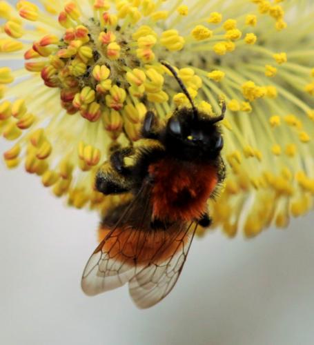 Réf. 163 024 : Andrena fulva