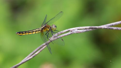 Réf. 163 548 : Lyriothemis pachygastra