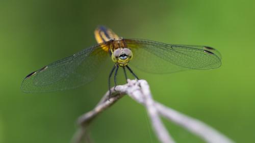 Réf. 163 549 : Lyriothemis pachygastra