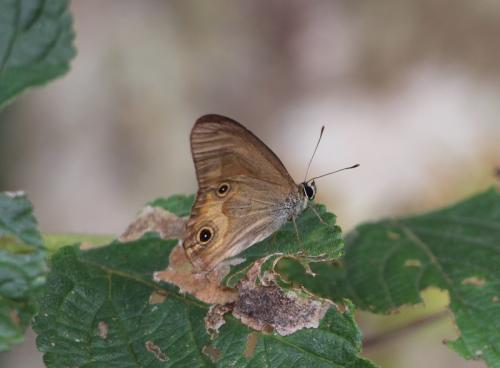 Hypocysta metirius