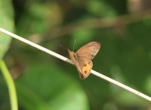 Hypocysta metirius