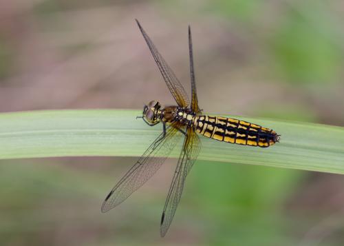 Lyriothemis pachygastra