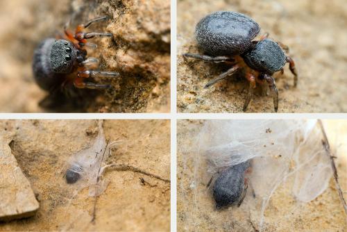 Réf. 163 031 : Ballus rufipes