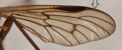 Rhagio vitripennis