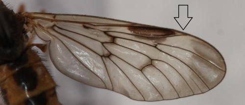 Réf. 163 597 : Rhagio scolopaceus