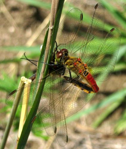 Sympetrum depressiusculum