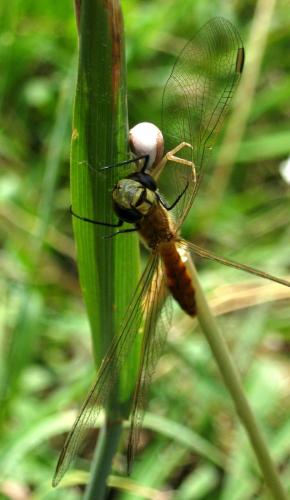 Sympetrum depressiusculum
