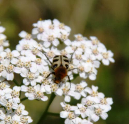 Réf. 163 883 : Trichius sp.