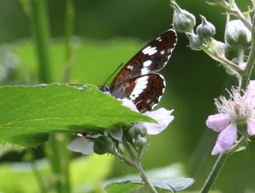 Réf. 163 961 : Limenitis camilla