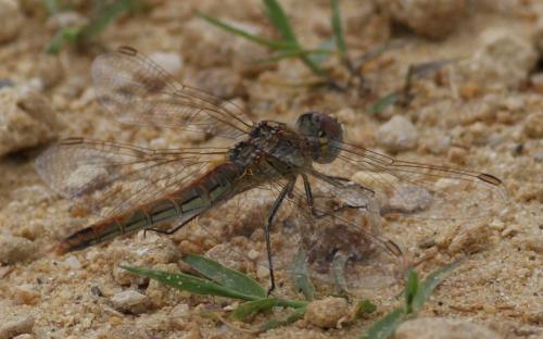 Réf. 163 963 : Sympetrum fonscolombii