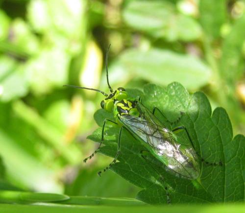 Rhogogaster chlorosoma