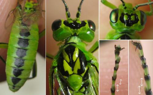 Réf. 163 091 : Rhogogaster chlorosoma
