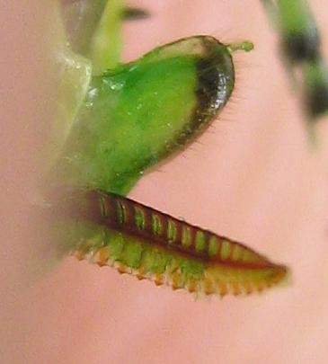 Rhogogaster chlorosoma