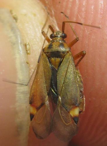 Closterotomus fulvomaculatus