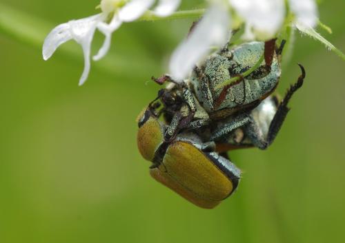 Réf. 163 953 : Hoplia argentea