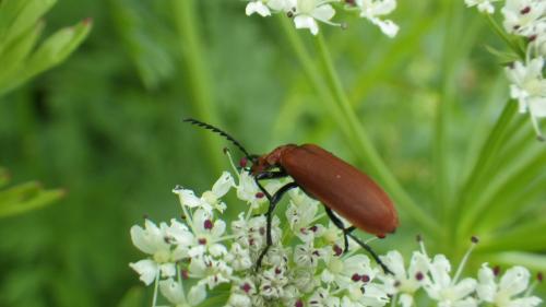 Pyrochroa serraticornis