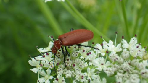 Réf. 163 875 : Pyrochroa serraticornis