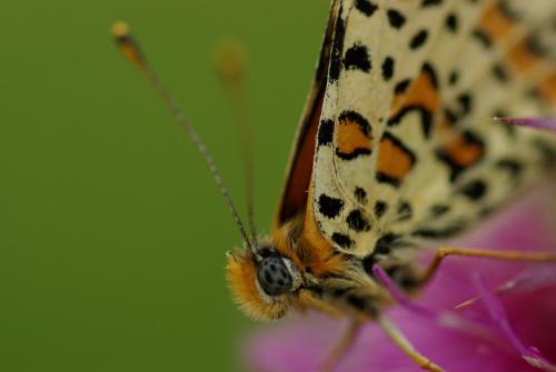 Melitaea didyma