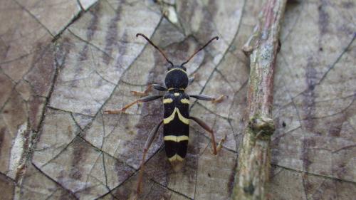 Clytus arietis