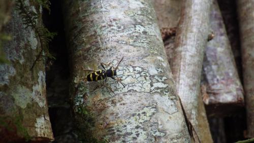 Clytus arietis