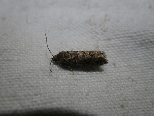 Gravitarmata margarotana