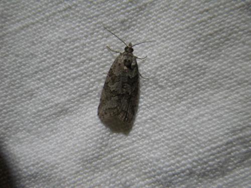 Cnephasia sp.