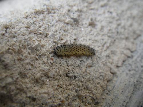 Réf. 163 513 : Periclista sp.