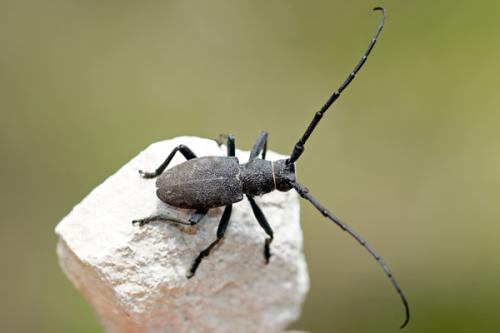 Morimus asper