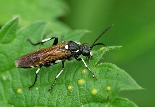 Réf. 163 113 : Macrophya duodecimpunctata