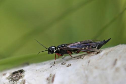 Xiphydria camelus