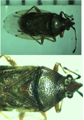 Kleidocerys resedae