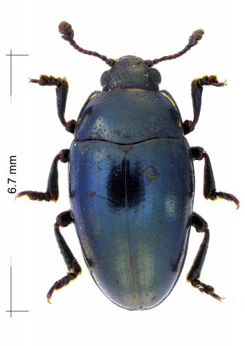 Aulacochilus violaceus