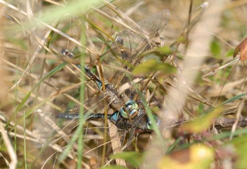 Anax parthenope