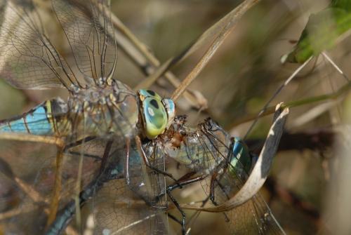 Anax parthenope