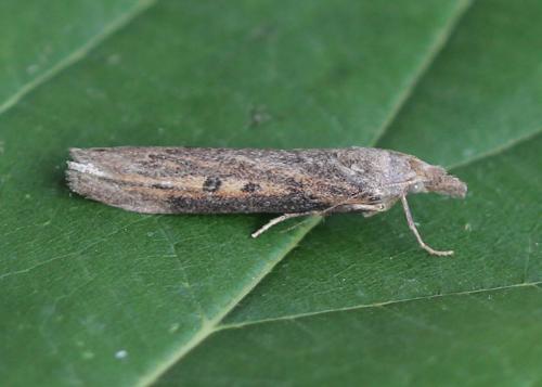Lamoria zelleri