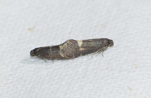 Réf. 163 030 : Lampronia morosa
