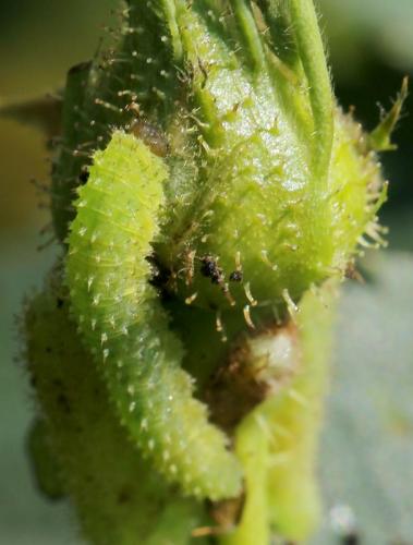 Monardis plana