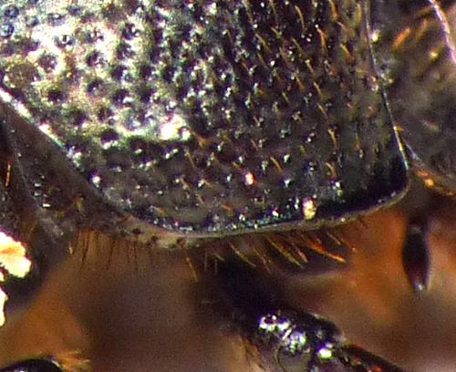 Réf. 163 732 : Onthophagus ovatus