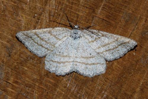 Réf. 163 264 : Perconia strigillaria