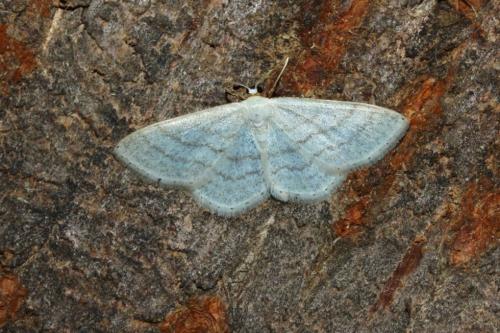 Réf. 163 458 : Idaea subsericeata