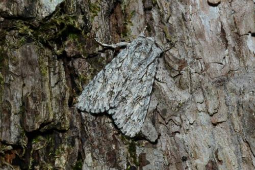 Réf. 163 151 : Acronicta aceris