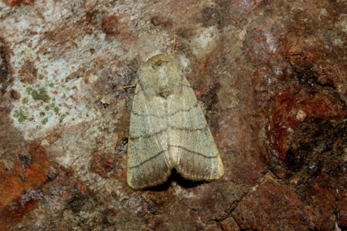 Réf. 163 418 : Charanyca trigrammica